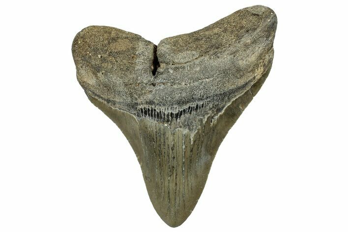 Serrated, Fossil Megalodon Tooth - North Carolina #328861
